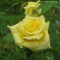 flowering plant Rosaceae Rosa spp. (Yellow Rose) img0319 copy