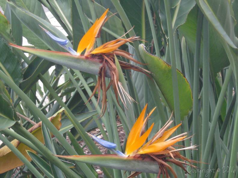 flowering plant_Strelitzia reginae (Orange Bird of Paradise)_img0051 copy.jpg