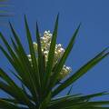 flowering plant Yucca elephantipes 'Variegata' (Variegated Spineless Yucca) img0001-colors-curve copy